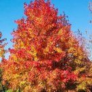 Sweet Gum Tree 3-4' Feet (1 Plant)