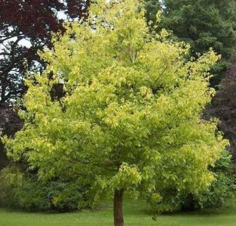 Box Elder Tree 3-4' Feet (1 Plant)