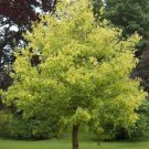 Box Elder Tree 3-4' Feet (1 Plant)