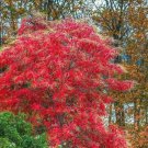 Sourwood Tree 3-4' Feet (1 Plant)