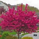 Flowering Trees Package - 6 Trees 3-4' Feet (6 Plant)