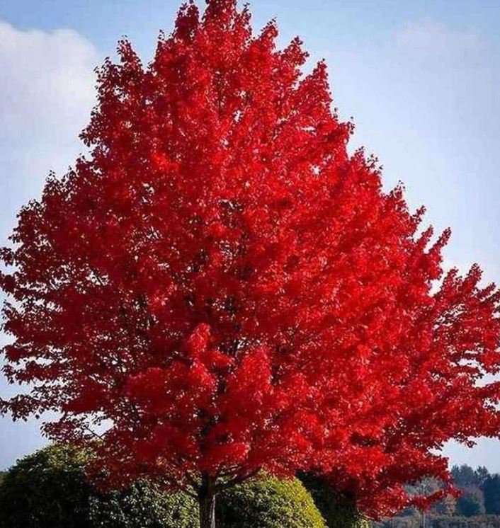 Fast Growing Trees Package - 6 Trees 3-4' Feet (6 Plant)