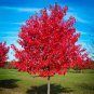 Fast Growing Trees Package - 6 Trees 3-4' Feet (6 Plant)