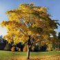 Fast Growing Trees Package - 6 Trees 3-4' Feet (6 Plant)