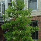 Sweet Bay Magnolia 3-4' Feet (1 Plant)