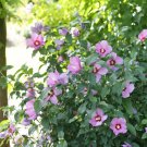 Purple Hibiscus 3-4 Feet (1 Plant)