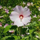 Marsh Hibiscus 3-4' Feet (1 Plant)