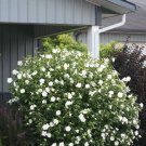 White Hibiscus 3-4' Feet (1 Plant)