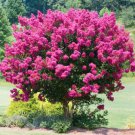 Pink Crepe Myrtle 3-4' Feet (1 Plant)