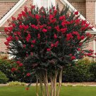 Red Crepe Myrtle 3-4' Feet (1 Plant) Red Crepe Myrtle 3-4' Feet (1 Plant)