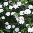 Viburnum Dentatum 2-3' Feet (1 Plant)