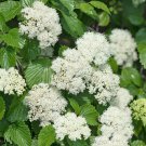 Arrowwood Viburnum 3-4' Feet (1 Plant)