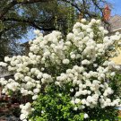 Black Haw Viburnum 3-4' Feet (1 Plant)