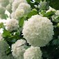 Chinese Snowball Bush 2-3' Feet (1 Plant)