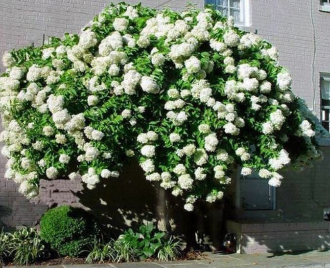 Pee Gee Hydrangea 3-4' Feet (1 Plant)