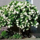 Pee Gee Hydrangea 3-4' Feet (1 Plant)