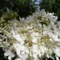 Pee Gee Hydrangea 3-4' Feet (1 Plant)