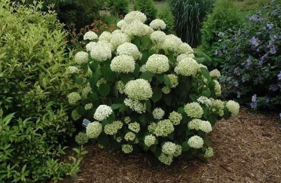 Smooth Hydrangea 3-4' Feet (1 Plant)