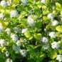 Smooth Hydrangea 3-4' Feet (1 Plant)