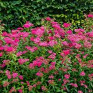 Pink Spirea Shrub 3-4' Feet (1 Plant)