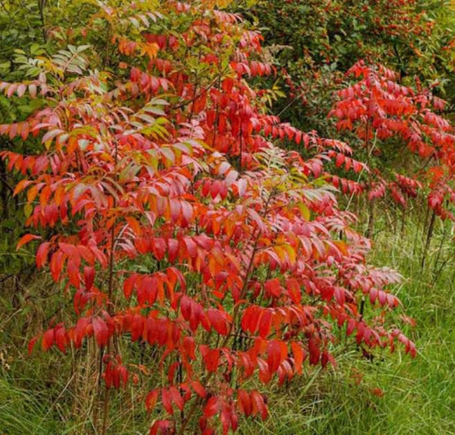 Dwarf Sumac 3' Feet (1 Plant)