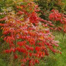 Dwarf Sumac 3' Feet (1 Plant)