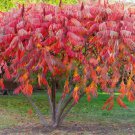 Staghorn Sumac 1-2' Feet (1 Plant)