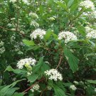 Red Osier Dogwood 3-4' Feet (1 Plant)