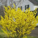 Witch Hazel Shrub 3-4' Feet (1 Plant)