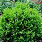 Green Velvet Boxwood - 1 Qt (1 Plant)