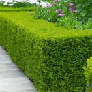 Wintergreen Boxwood - 1 Qt (1 Plant)