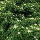 Silky Dogwood 2-3' Feet (1 Plant)