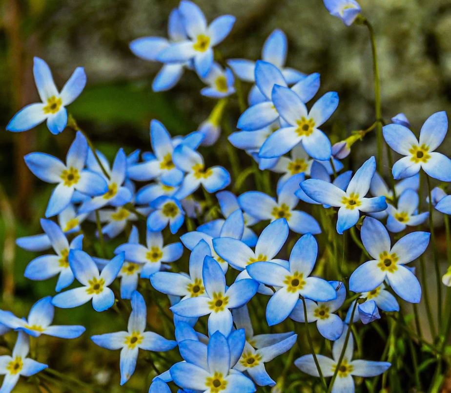 Bluets (1 Plant)