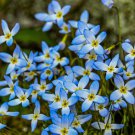 Bluets (1 Plant)