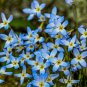 Bluets (1 Plant)