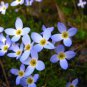 Bluets (1 Plant)