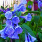 Virginia Bluebells (1 Plant)