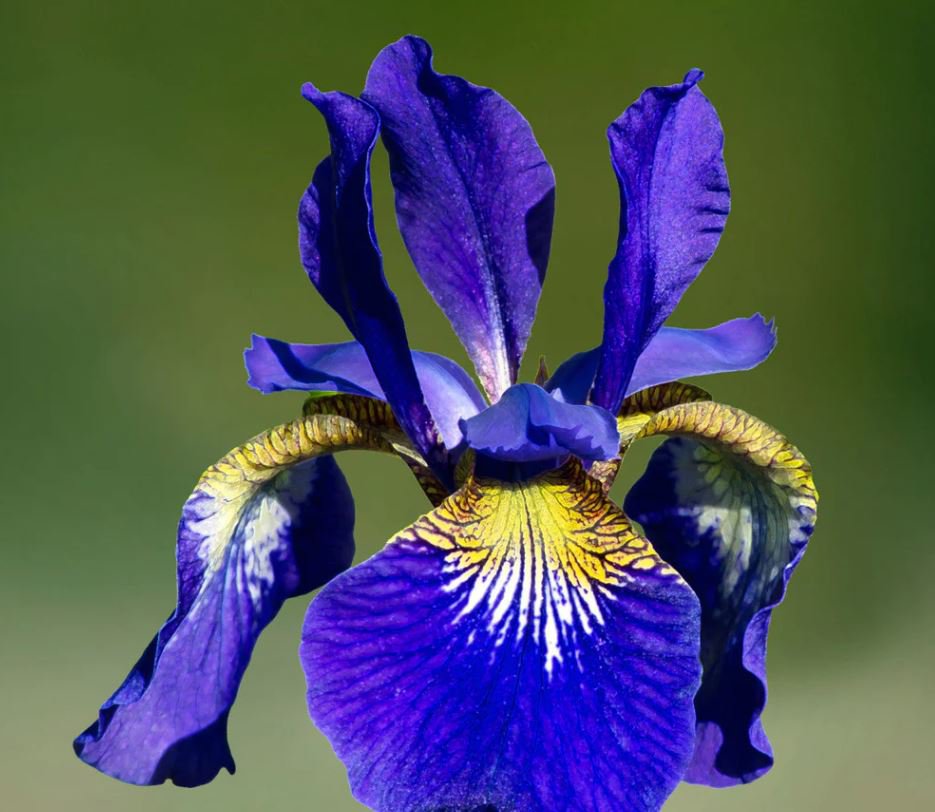 Siberian Iris (1 Plant)