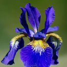 Siberian Iris (1 Plant)