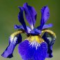 Siberian Iris (1 Plant)