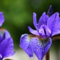 Siberian Iris (1 Plant)