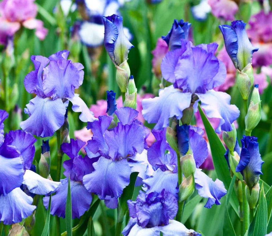 Bearded Iris (1 Plant)