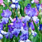 Bearded Iris (1 Plant)