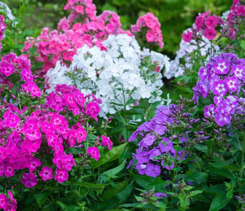 Tall Phlox (1 Plant)