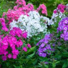 Tall Phlox (1 Plant)