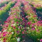 Tall Phlox (1 Plant)