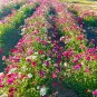 Annual Phlox (1 Plant)