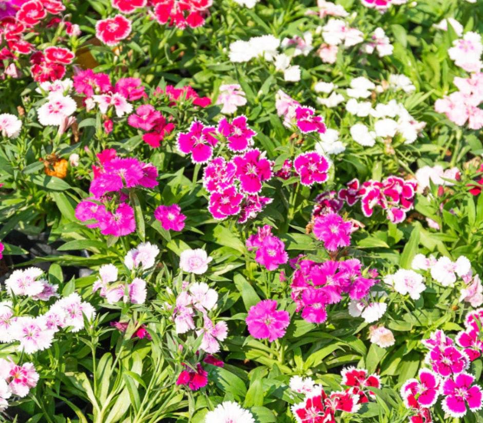 Dianthus Sweet William (1 Plant)