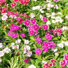 Dianthus Sweet William (1 Plant)