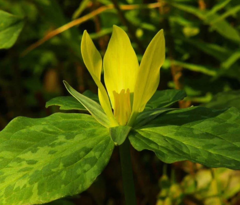 Yellow Trillium (1 Plant)